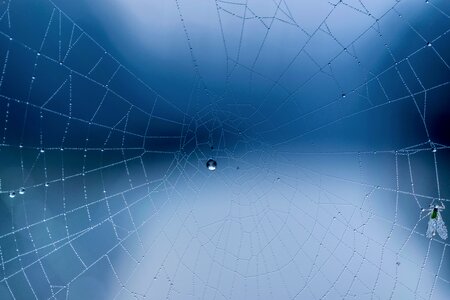 Blue hour morning spider webs