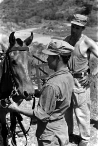 Militairen met een paard, Bestanddeelnr 4646
