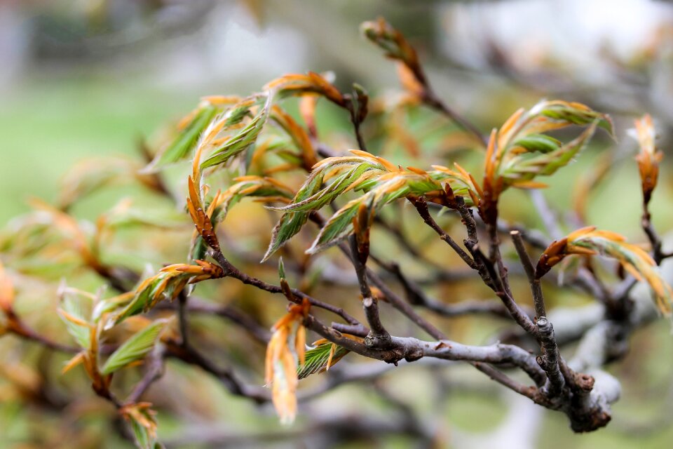 Beech tree drive spring nature
