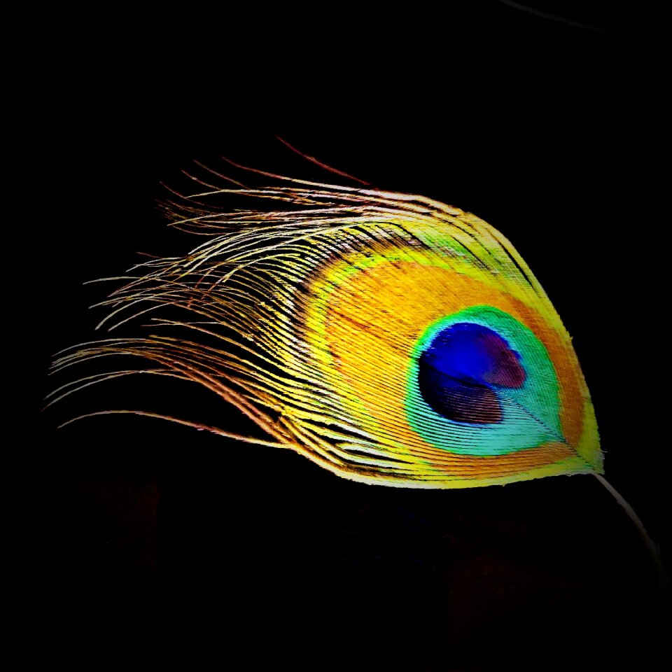 Single spring blue gold