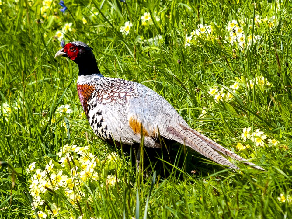 Bird nature animal