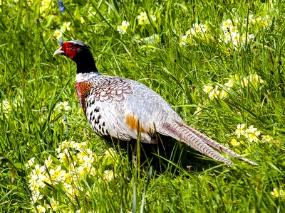 Bird nature animal