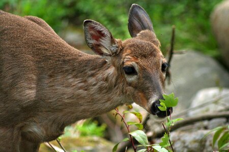 Wildlife nature forest
