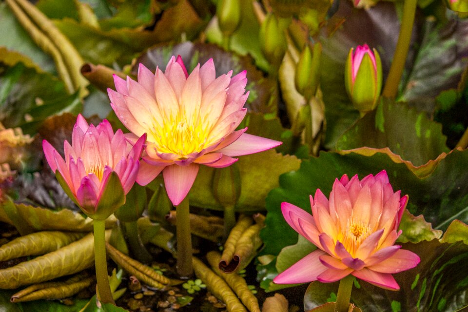 Lotus blossom nature blossom