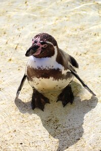 Coast humboldt water bird