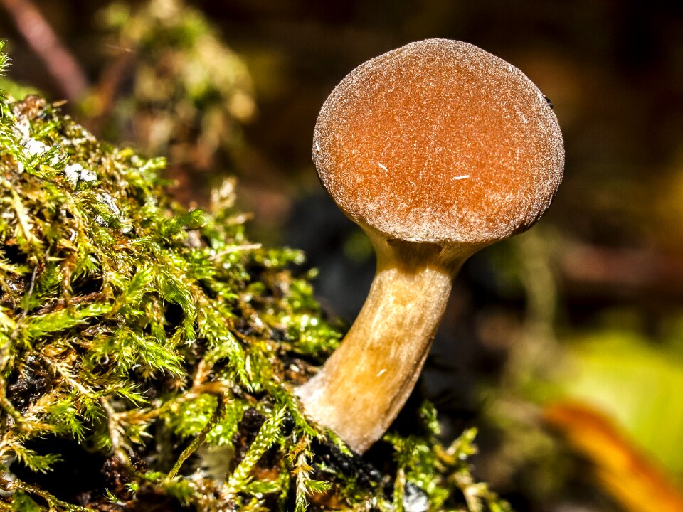 Autumn forest nature