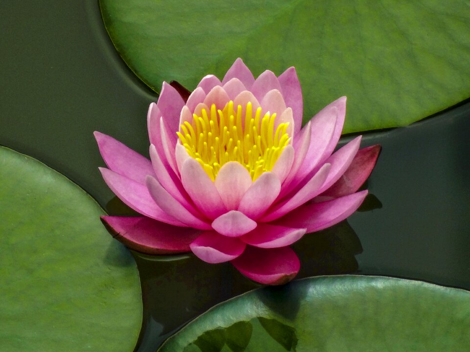 Lotus lake flowers