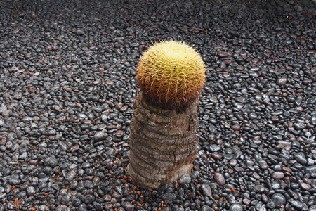 Cactus single succulent