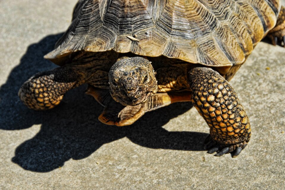 Desert tortoise 36 inch rescue tortoise