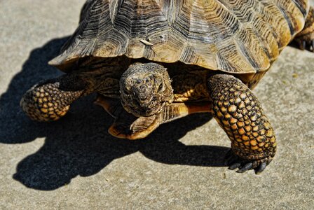 Desert tortoise 36 inch rescue tortoise