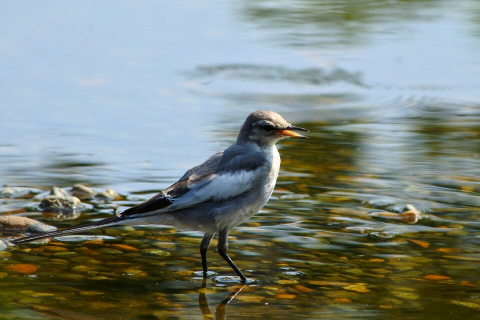 Young bird pond water