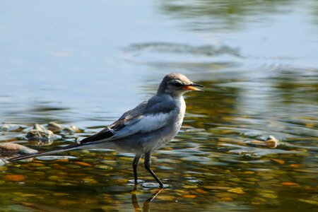 Young bird pond water