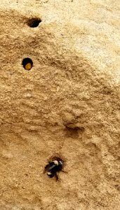 Mining bee excavations at Sonoma Coast California State Park