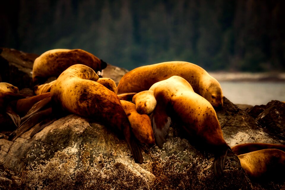 Animals wildlife rock