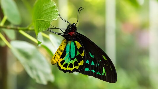 Animal nature colorful