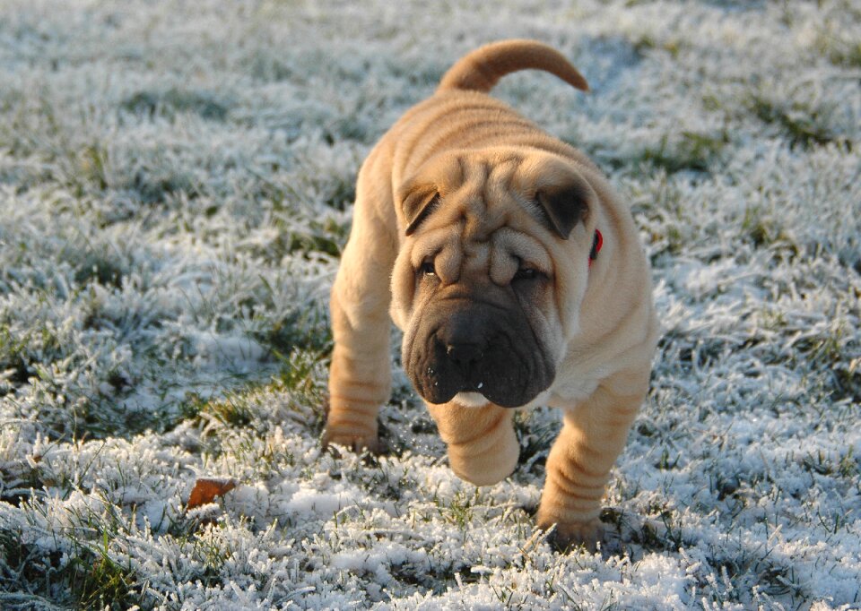 Sharpei frost animal