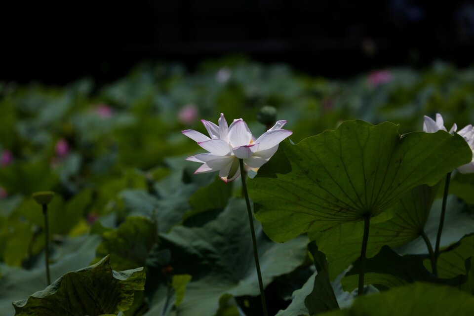 Lotus flower botanical garden