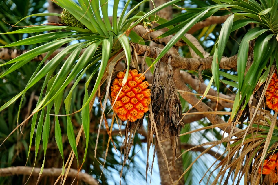 Nature orange pandan roofing