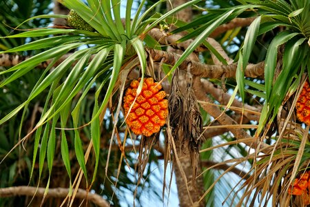 Nature orange pandan roofing