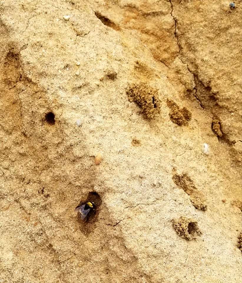 Mining bee excavations in friable sandstone