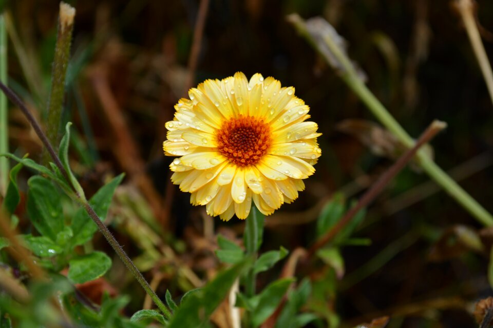 Flower nature yellow