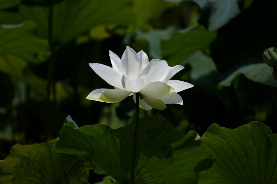 Lotus flower botanical garden