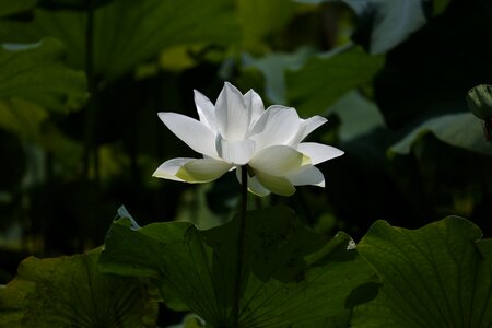 Lotus flower botanical garden photo