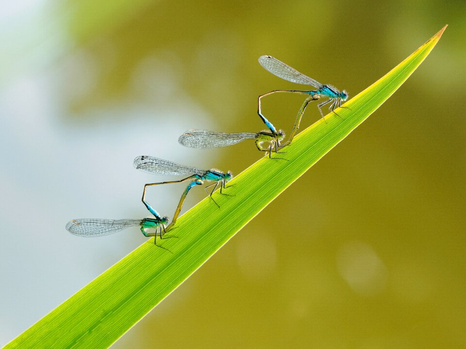 Dragonfly couple macro photo