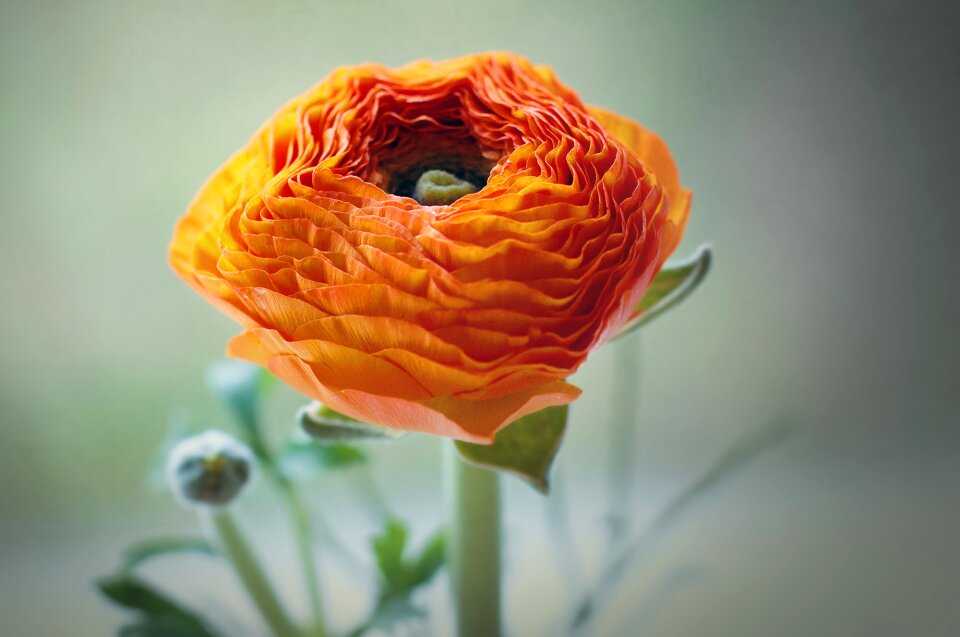 Flowers petals beautiful