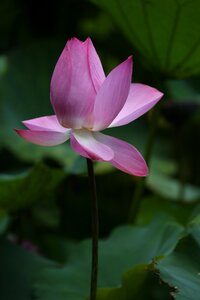 Lotus flower botanical garden photo