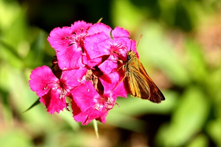 Insect butterfly red