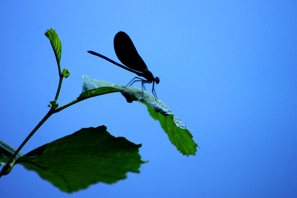 Nature flower insect
