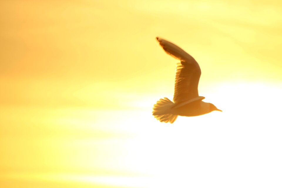 Flight pigeon sunset