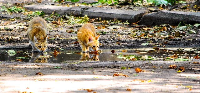 Puddle foliage autumn