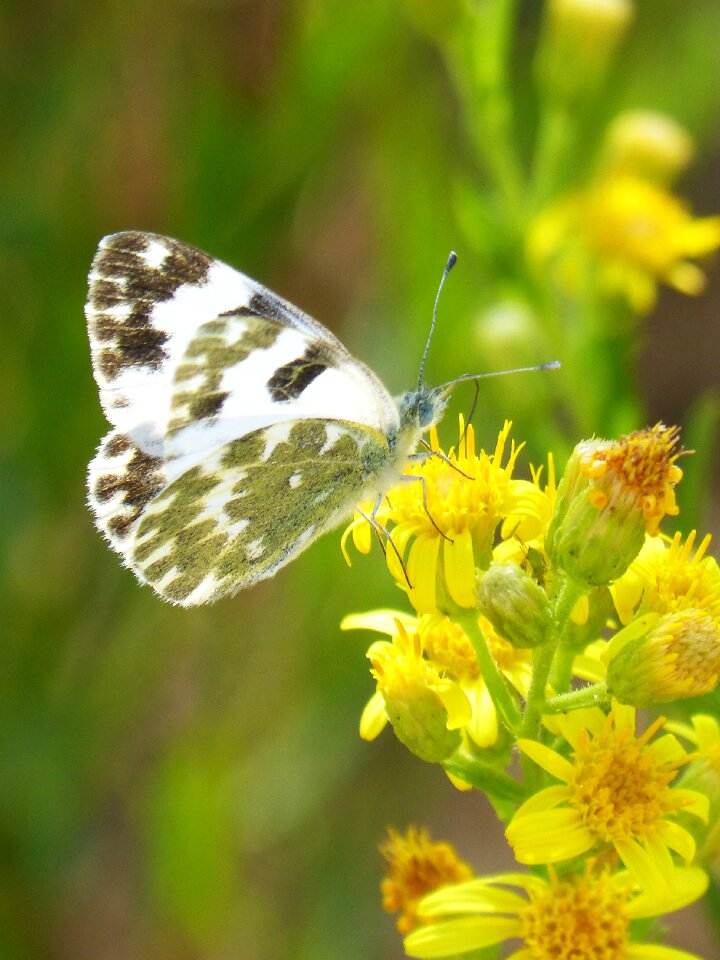 Euchloe crameri bath white speckled marbrada commune
