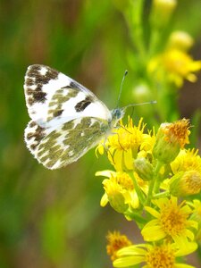 Euchloe crameri bath white speckled marbrada commune