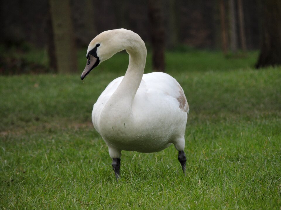 Grass animal wildlife