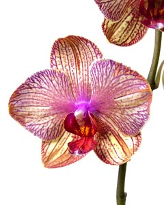 Tropical flower striped