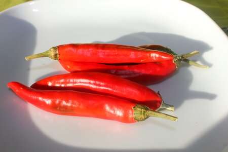 Chilli chili pepper red photo