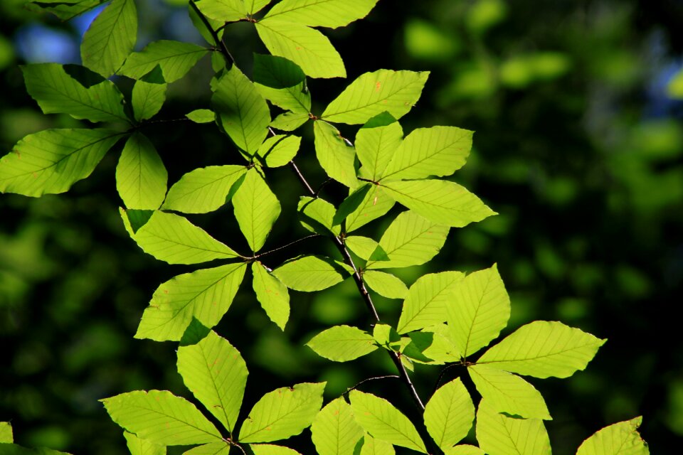 Nature green branch