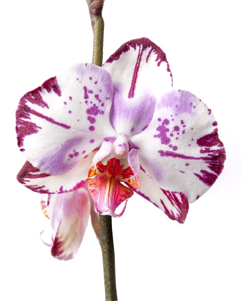 Tropical flower striped