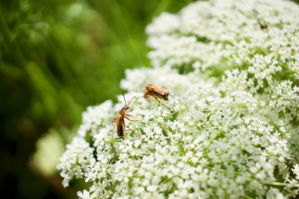 Summer green nature