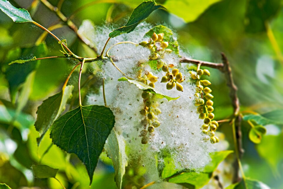 Fruit capsule seeds