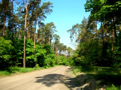 Miedzyń Bydg las 2005