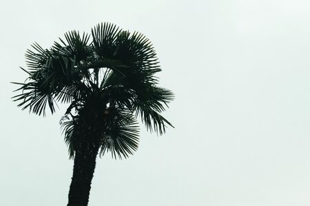 Sky palm tree tropical photo