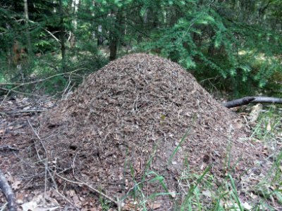 Mierenhoop in Nationaal Park Sallandse Heuvelrug (1)