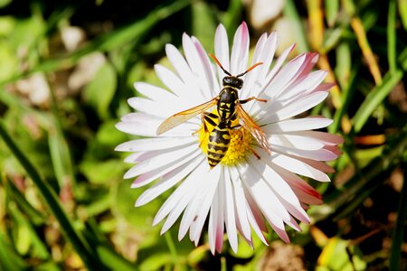 Wasp daisy meadow