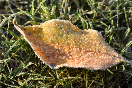 Frozen nature leaves photo