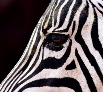 Eye saad stripes animals