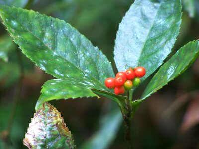 Plant red sub red
